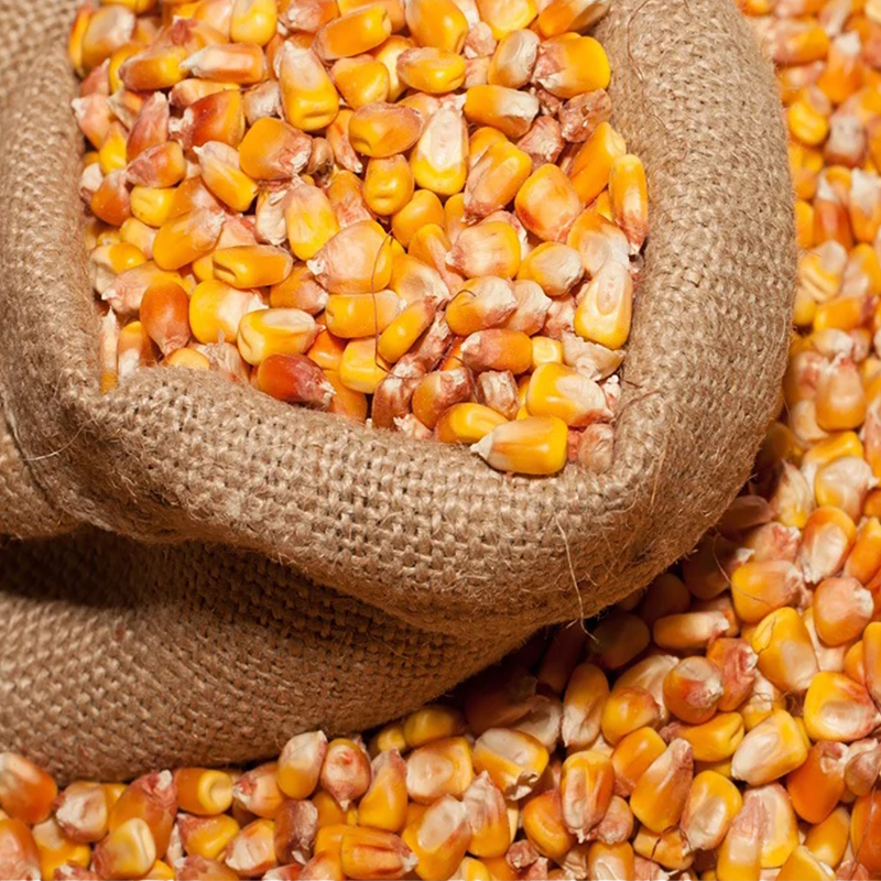 Feed corn - image 2
